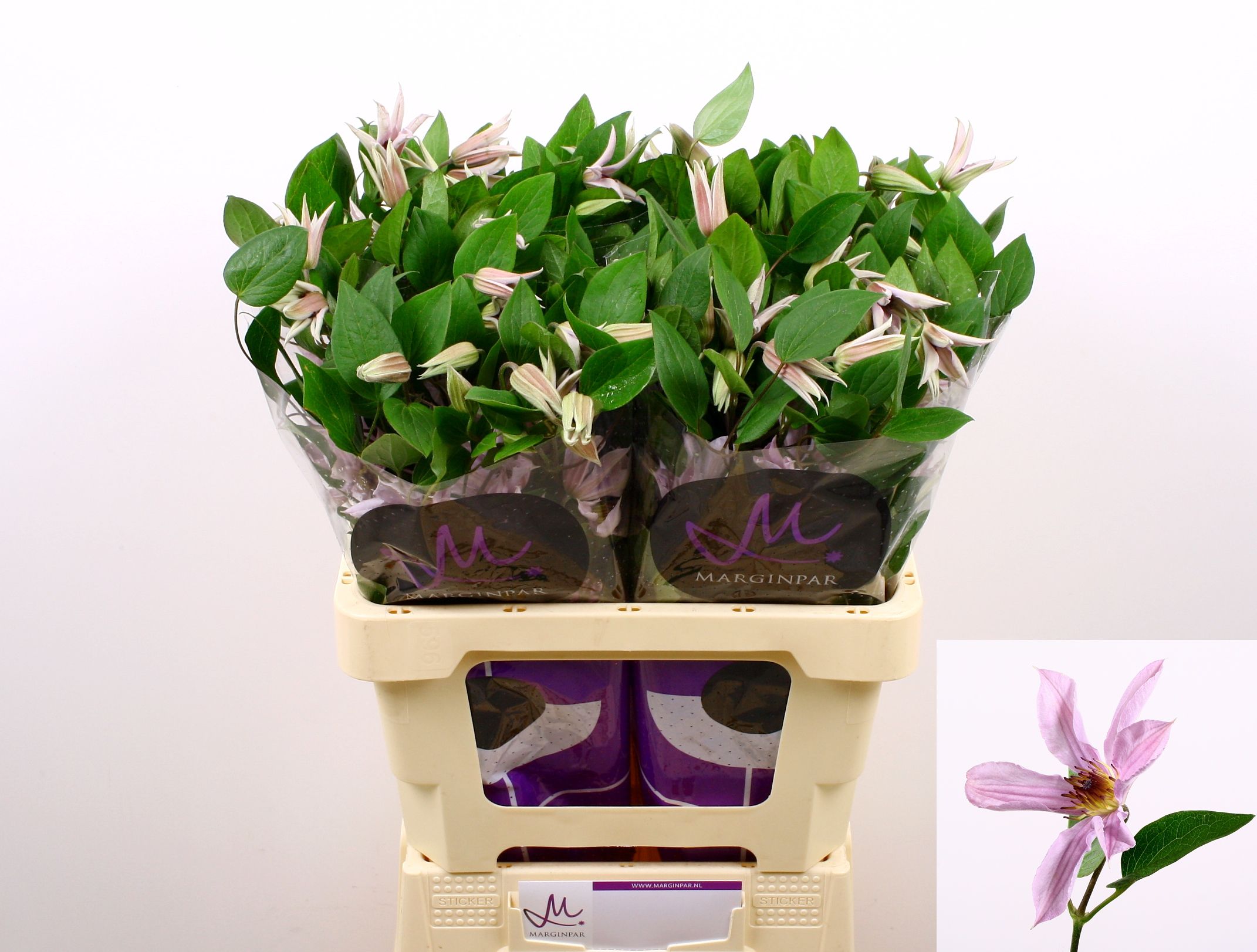 Клематис Эмейзин Майами 60, шт.