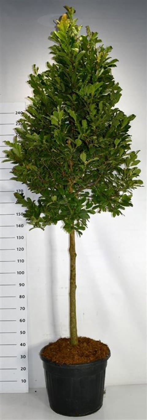 Magnolia loebneri 'Leonard Messel', D 55 cm