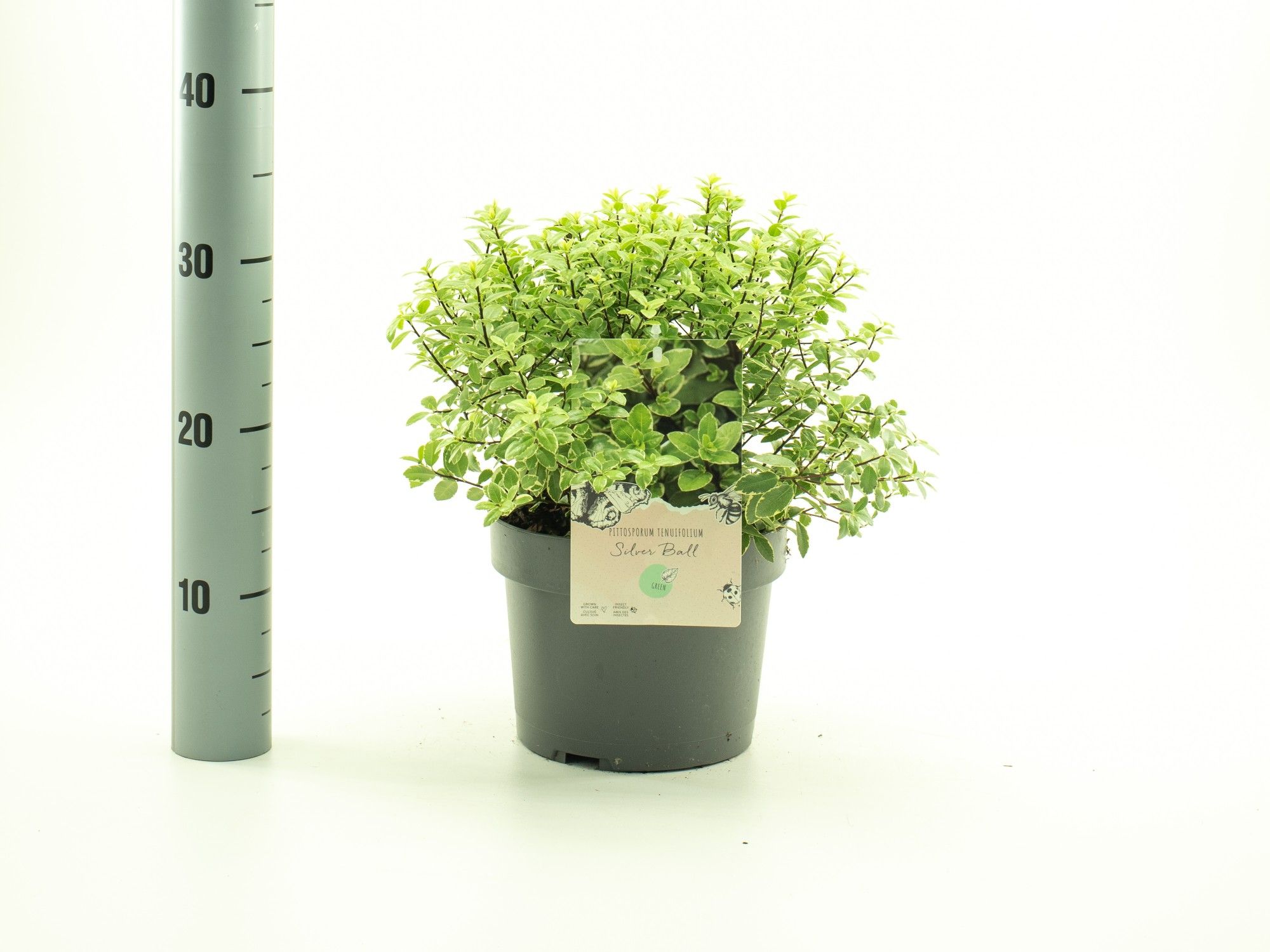 Pittosporum ten. 'Silver Ball' pbr, D 19