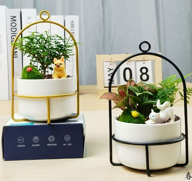 Фиттония албивенис Джой Пет (Микс) 10 16