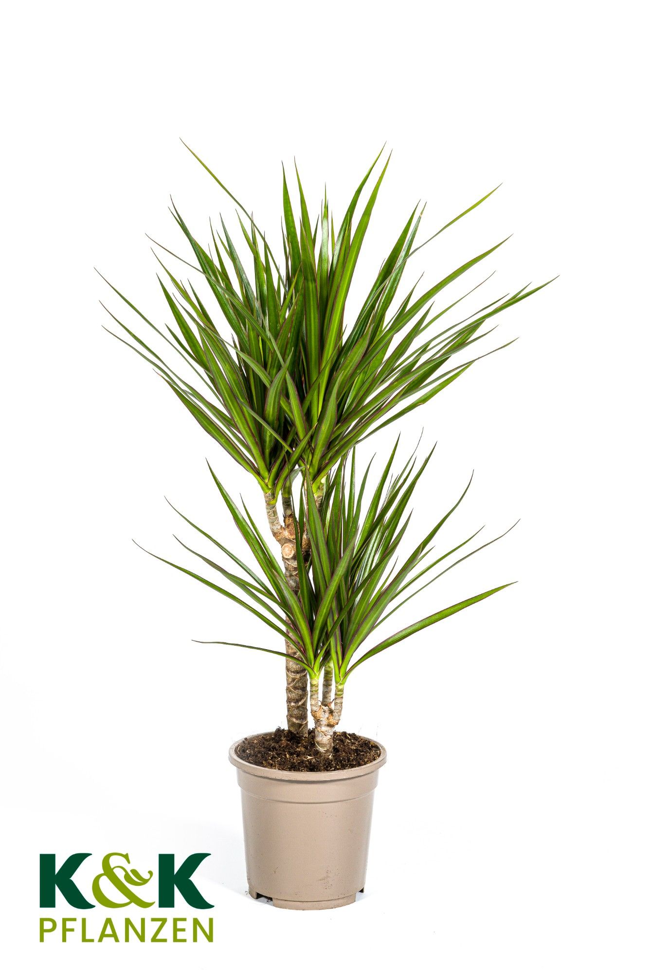 Dracaena Marginata Green T17, D 17