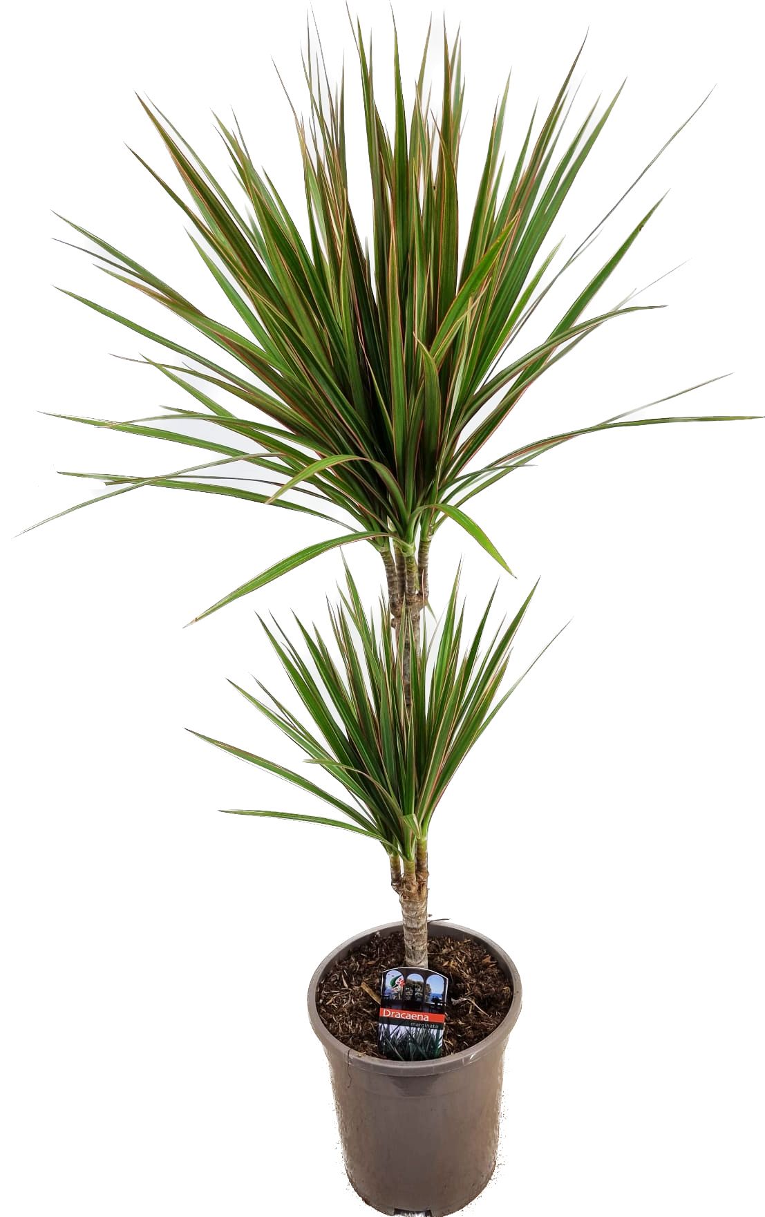 Dracaena marginata Bicolor 30-10, D 17