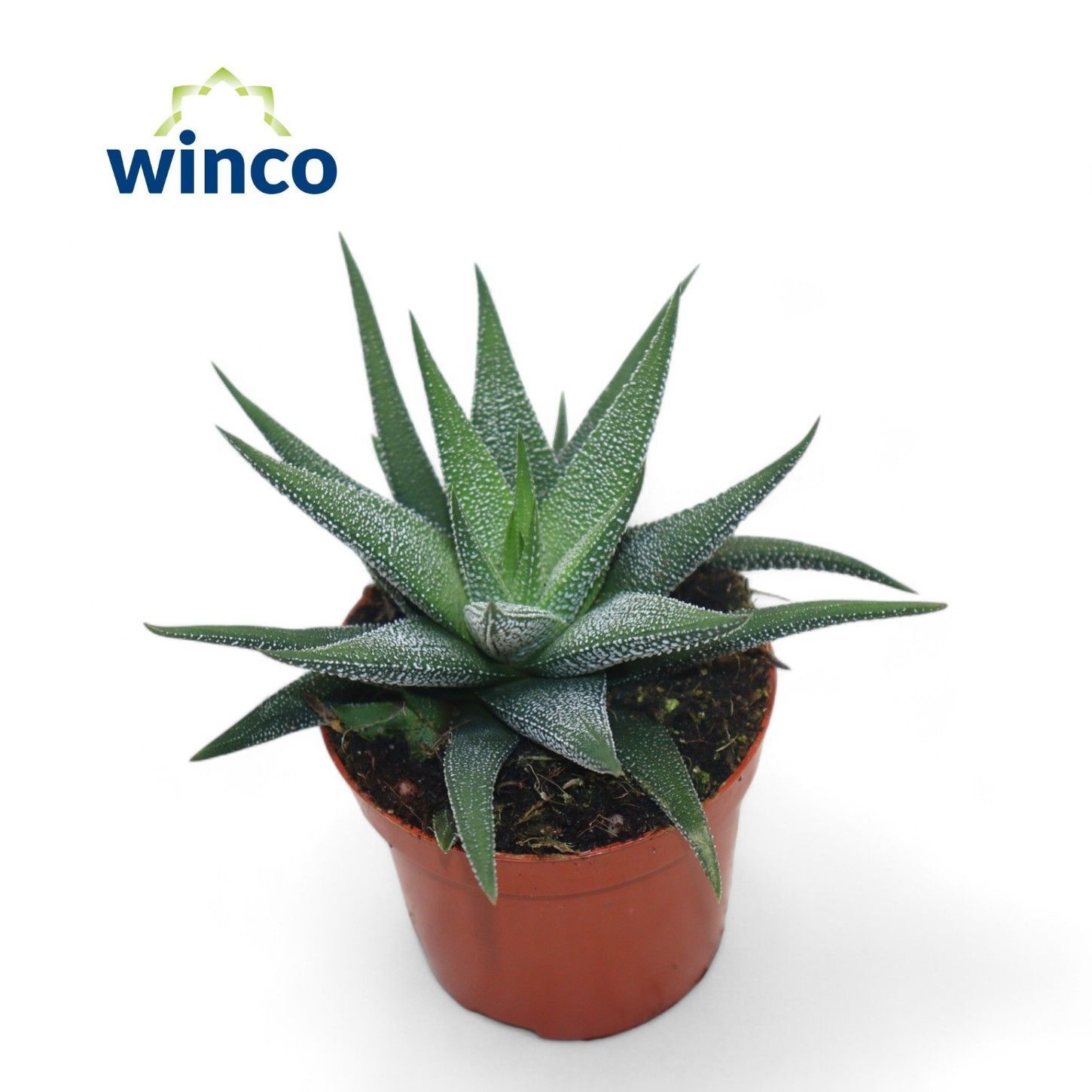 Haworthia Fasciata Concolor, D 8,5