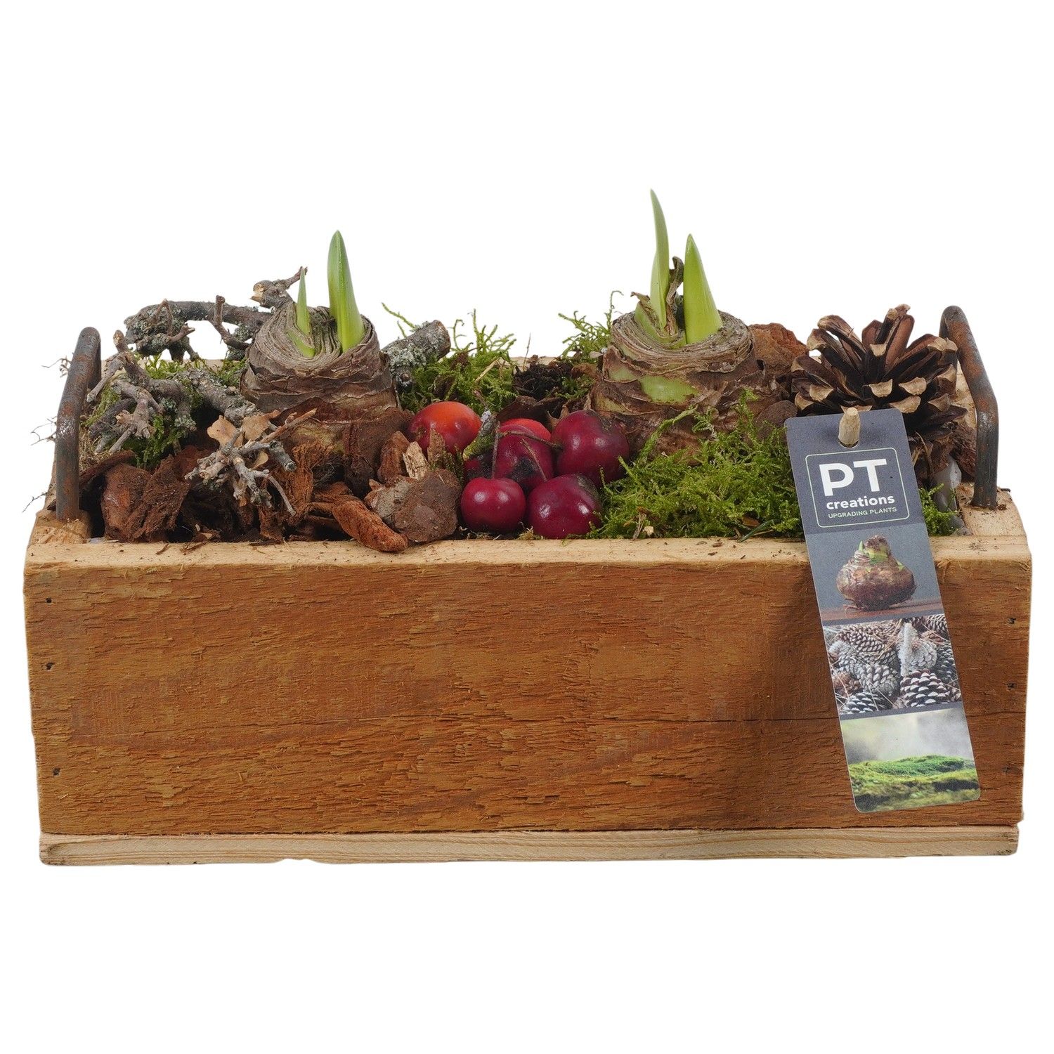 PTAA7539 Arrangement Amaryllis in houten bak, D 25 cm