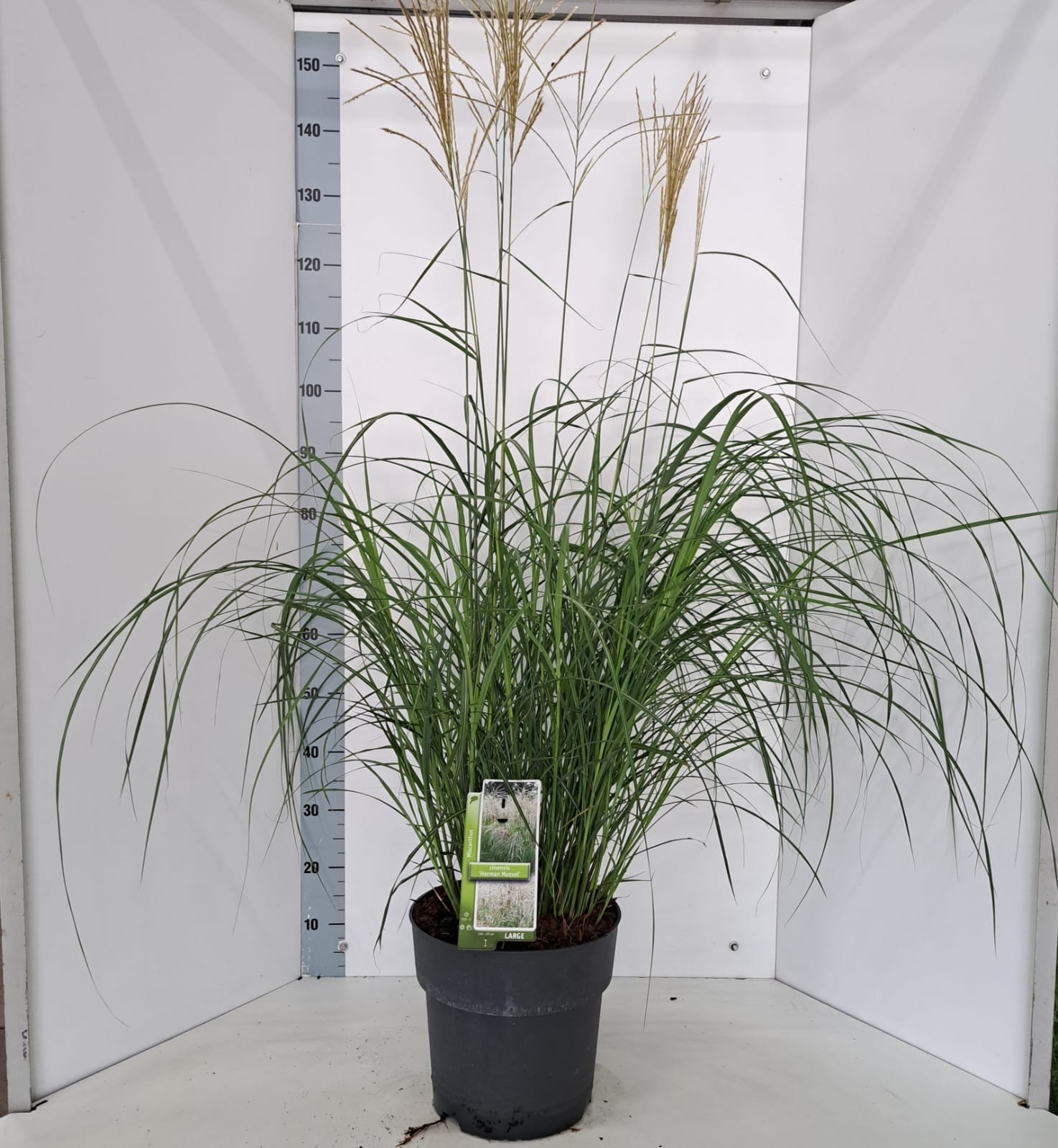 Miscanthus sin. 'Herman Mussel', D 29