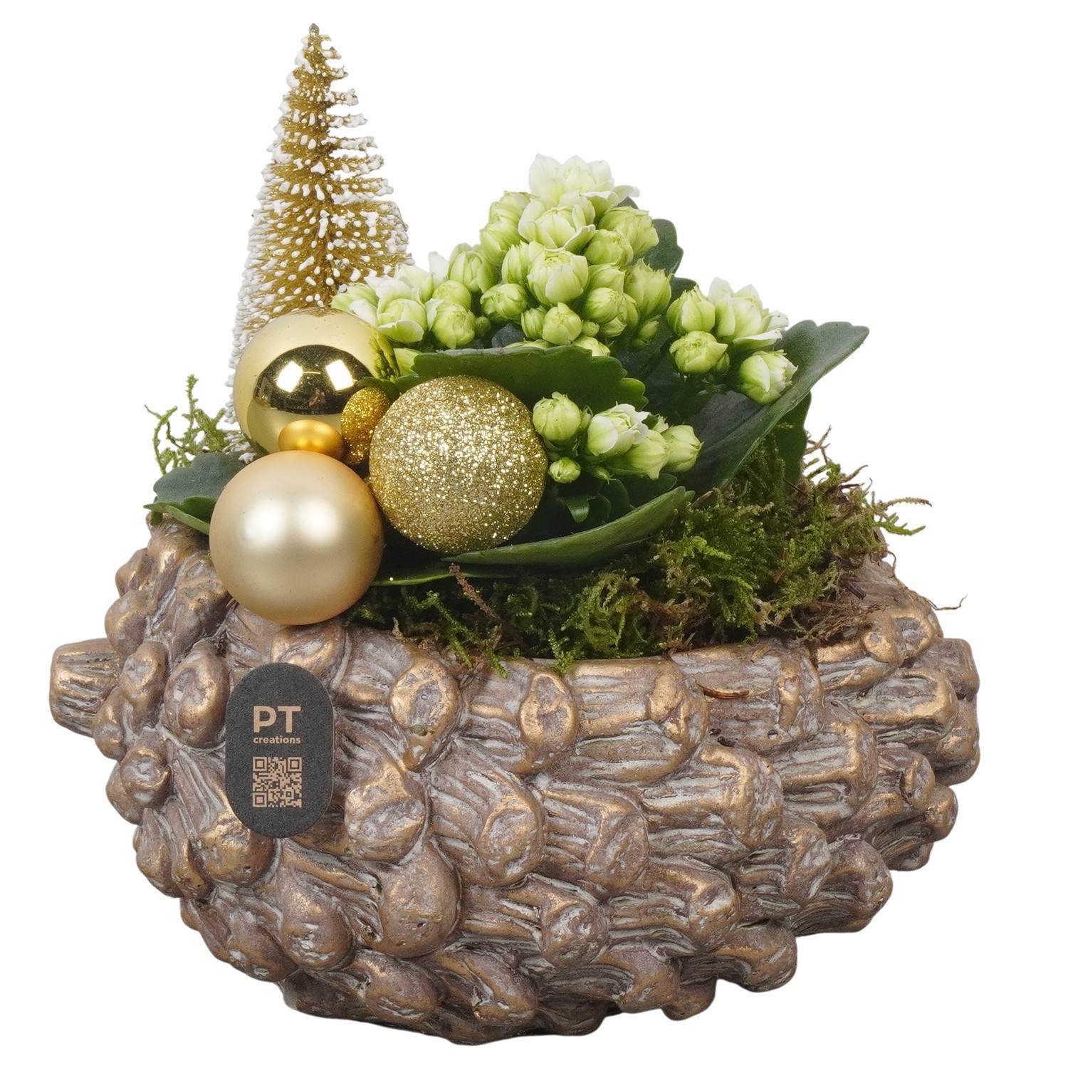 PTCHG4664 Arrangement Christmas Gold in beton pot, D 16