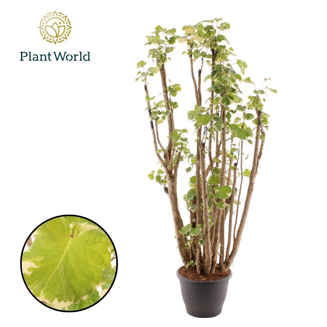 Polyscias Balfouriana vertakt (ZWAAR HOUT), D 32