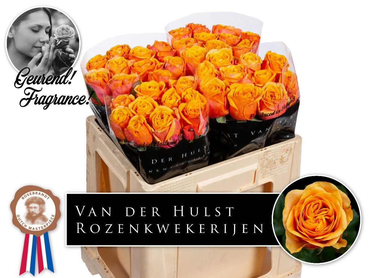 Роза од. Хлебана Оранж+ 50, шт.