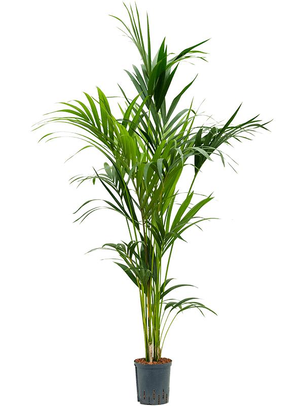 Kentia (Howea) forsteriana, D 18 cm