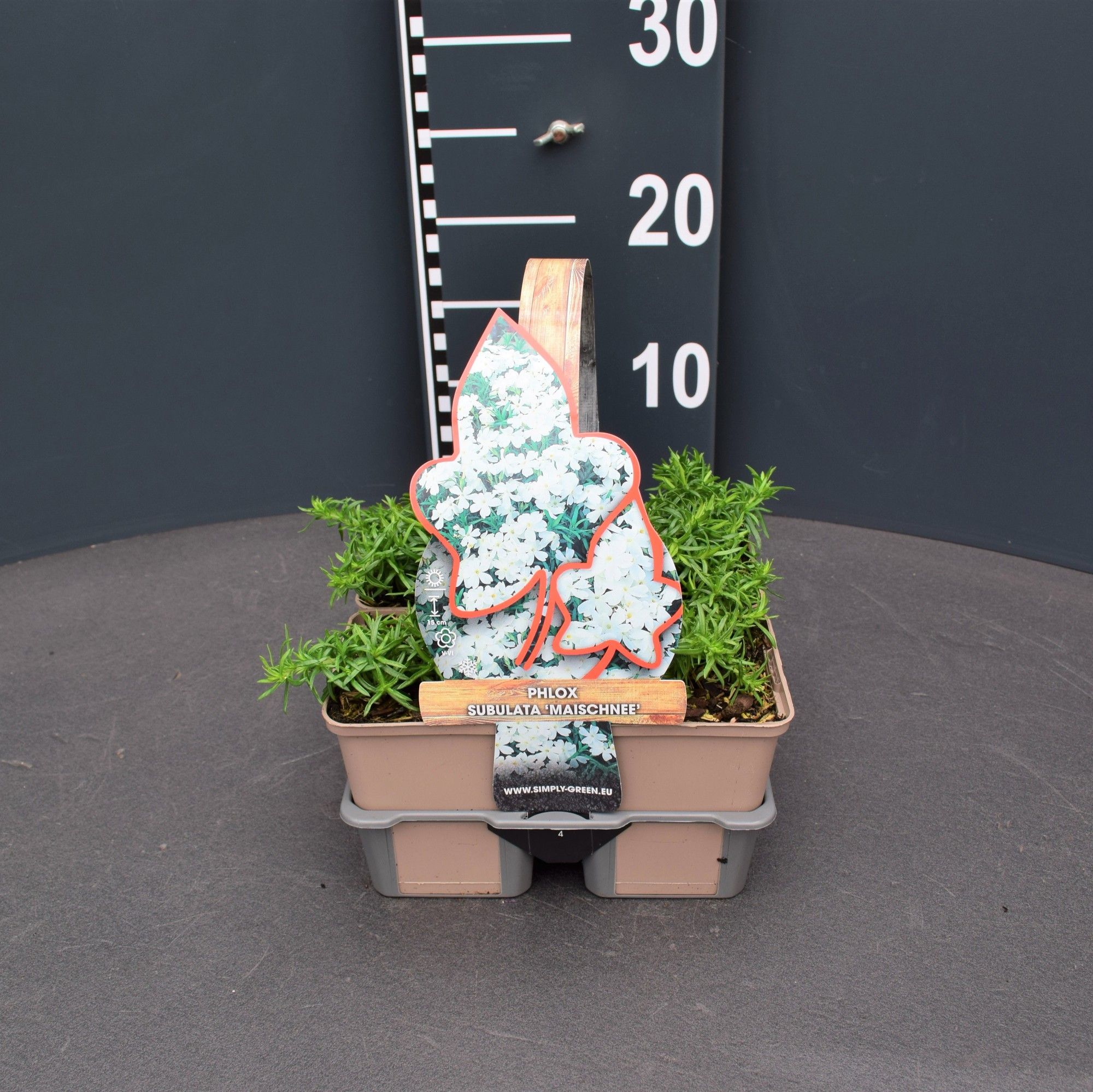 Phlox (S) 'Maischnee' (4-Pack), D 9 cm