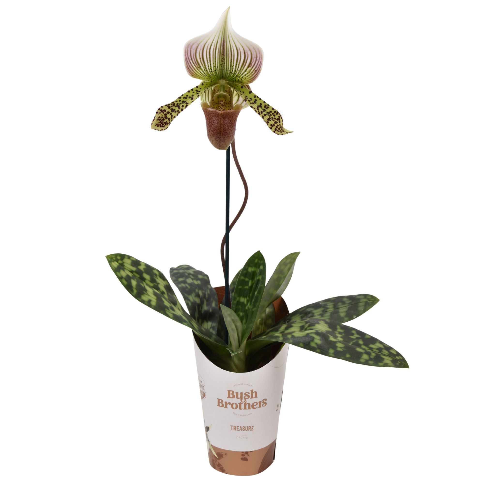Paphiopedilum Vino color 9 cm, D 9