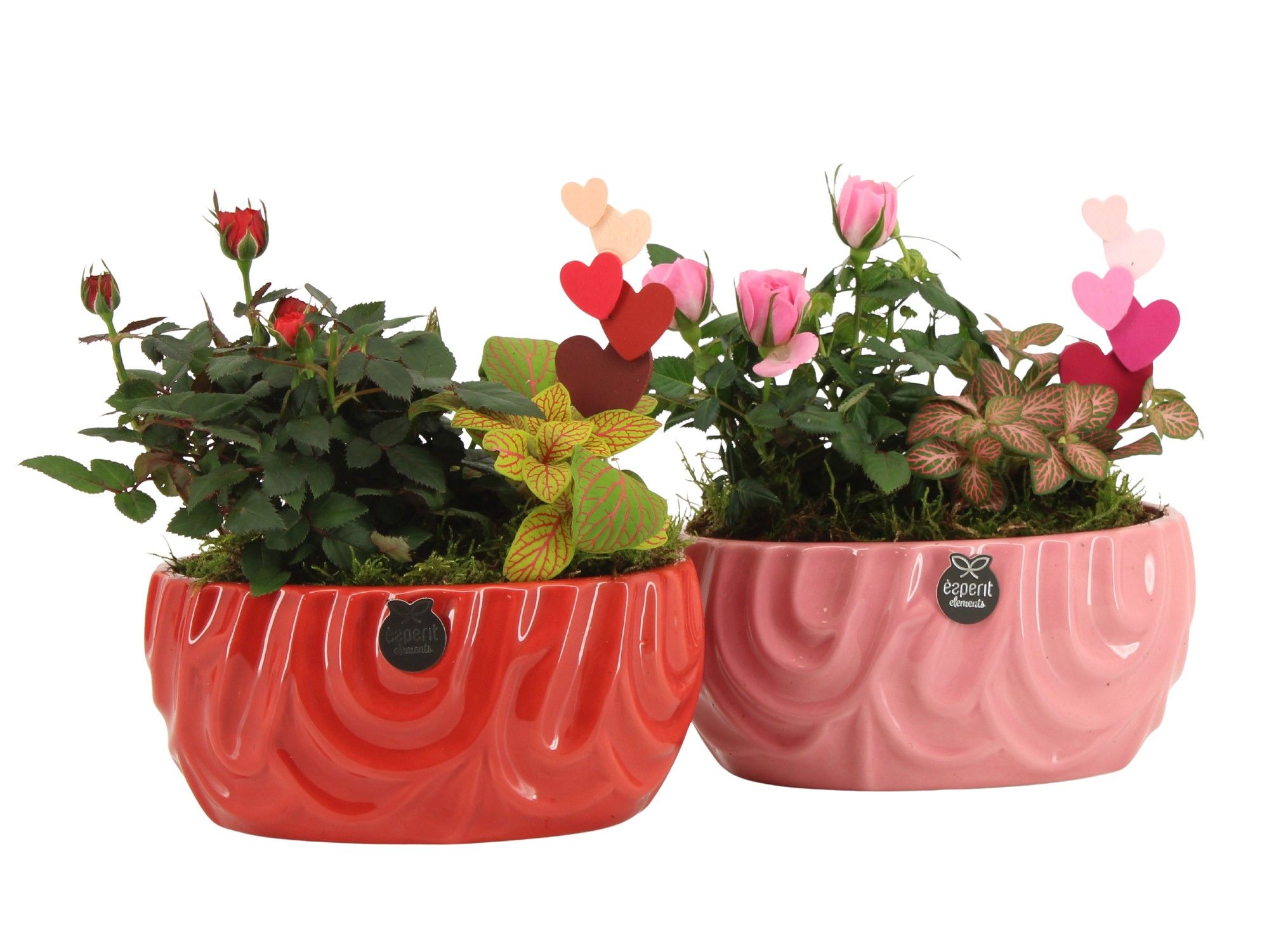 21808: Lovess arrangement, D 17