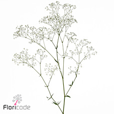 Гипсофила Дискавери 70 (бел.), шт.