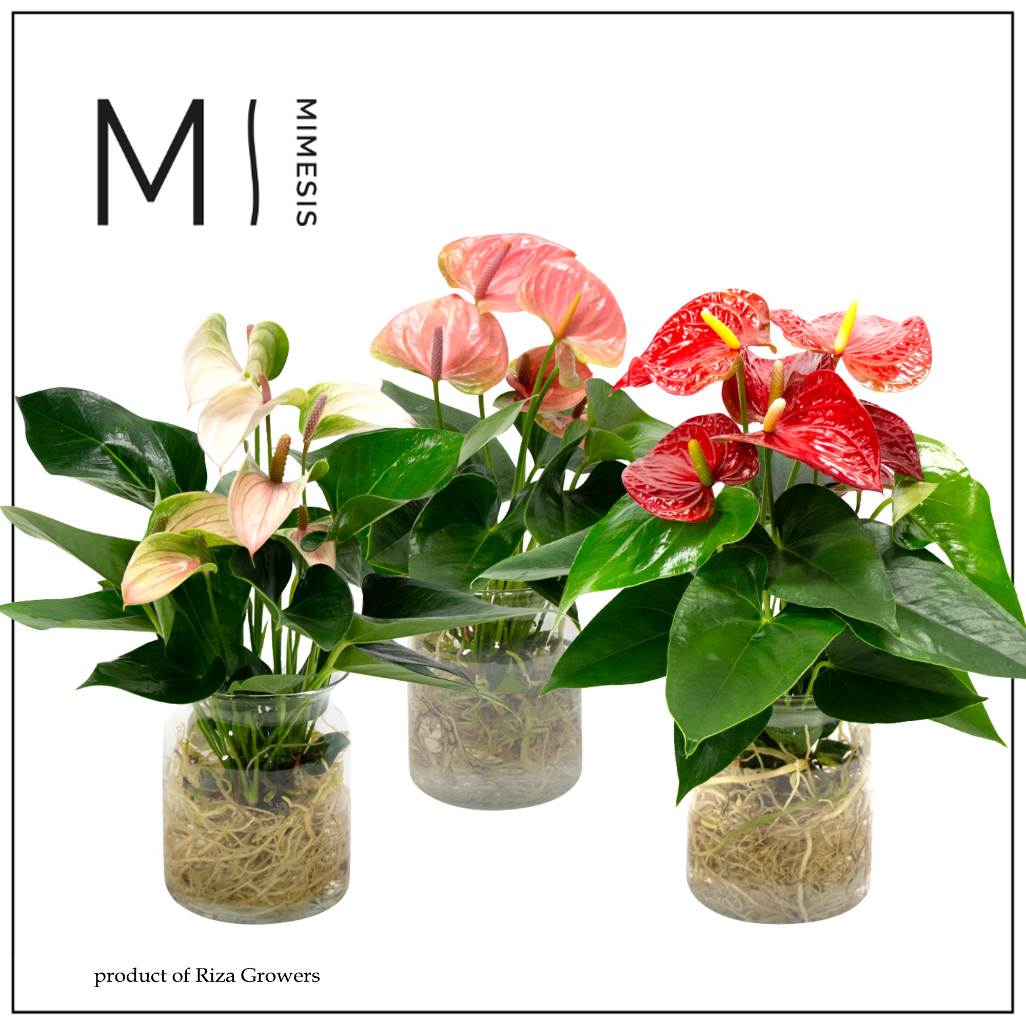 Mimesis Anthurium KARMA Grandi Flora Mix - Aqua di Karma Melkbus, D 14