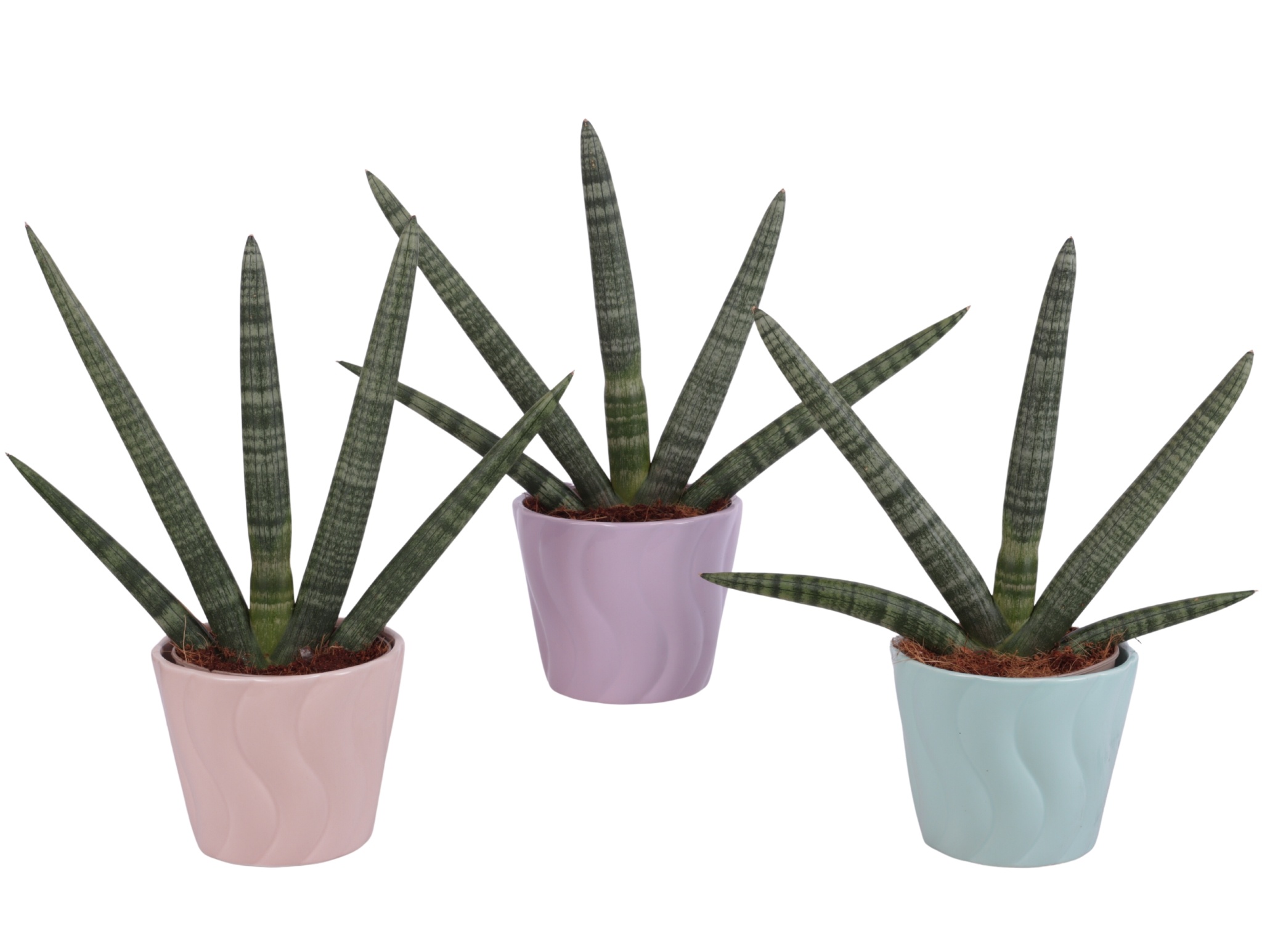 Sansevieria Cylindrica Handshake in Ø14cm Ceramic SE662, D 14