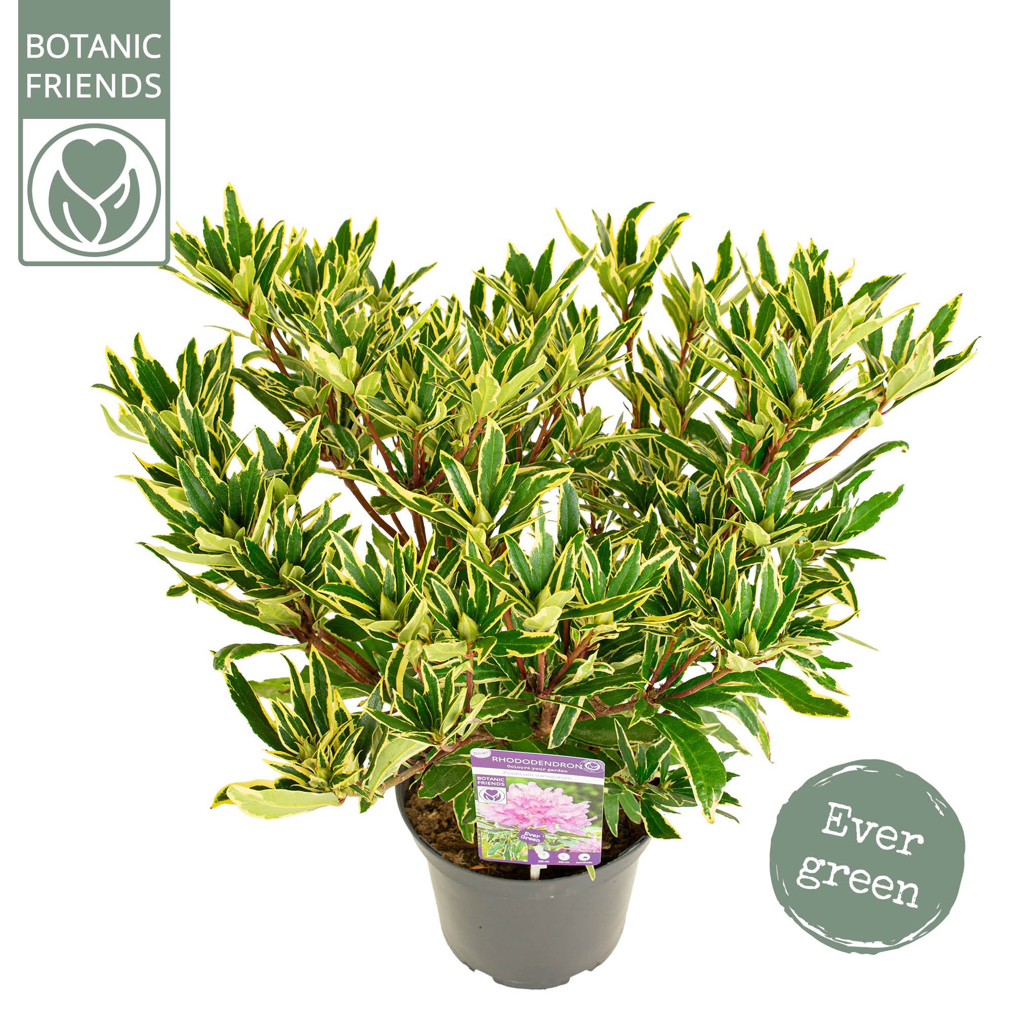 Rhododendron 'Ponticum variegatum', D 22