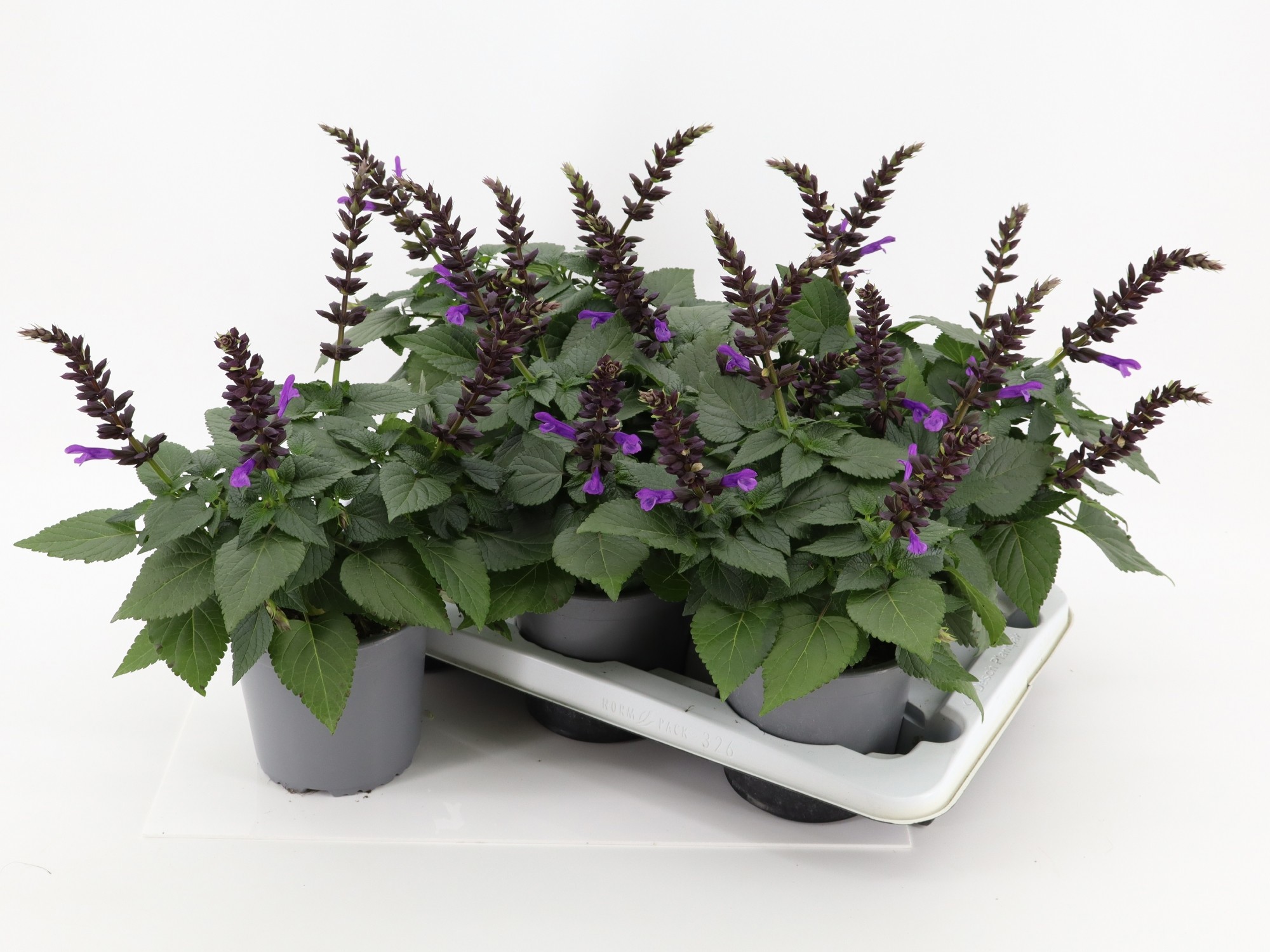 Salvia Salgoon Lake George P15, D 15 cm