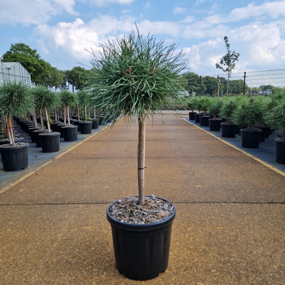 Pinus nigra 'Blue Pearl'®, D 26 cm