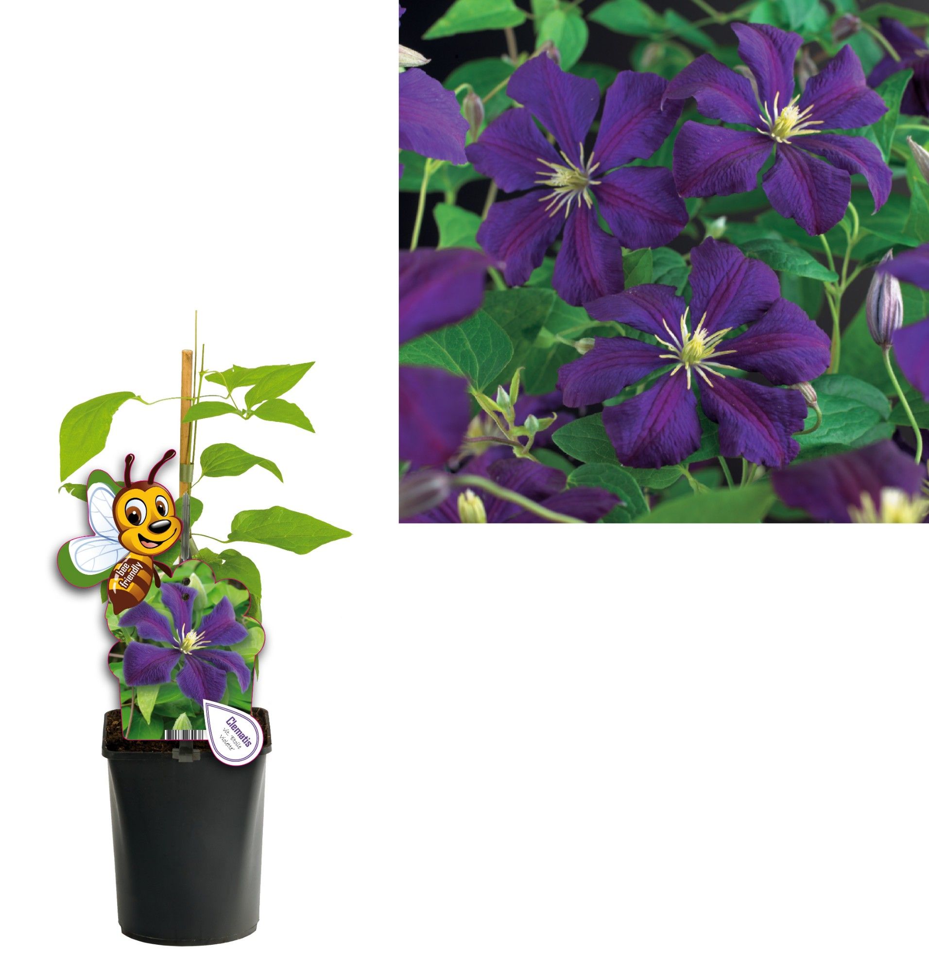 Clematis vit. 'Etoile Violette' +bee label, D 11