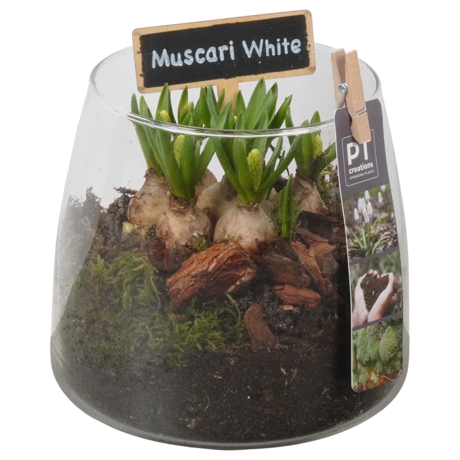 PTWMB8160 Arrangement Muscari White in glazen vaas, D 14