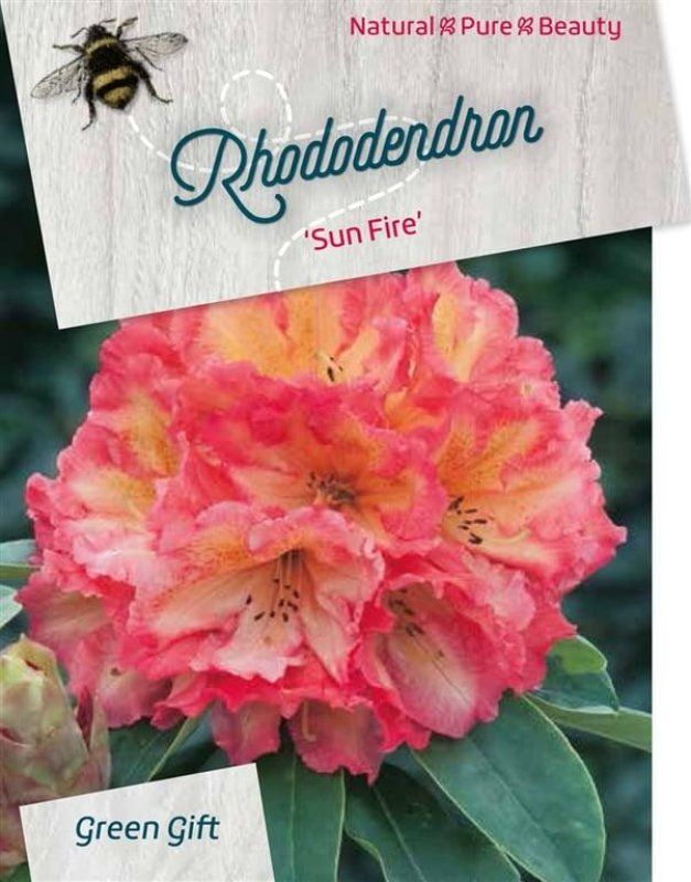Rhododendron 'Sun Fire', D 29