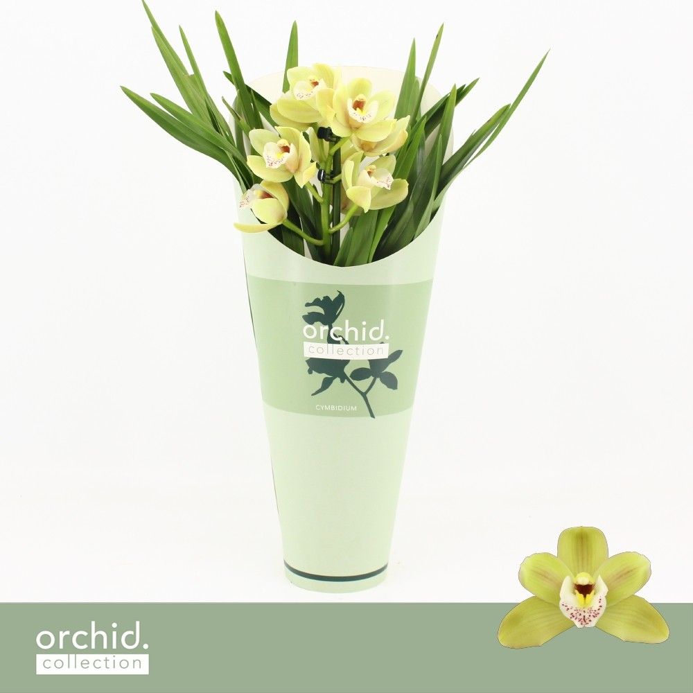 Cymbidium, Wild Anna Compact 1-spike 'Orchid Collection' Potcover, D 12