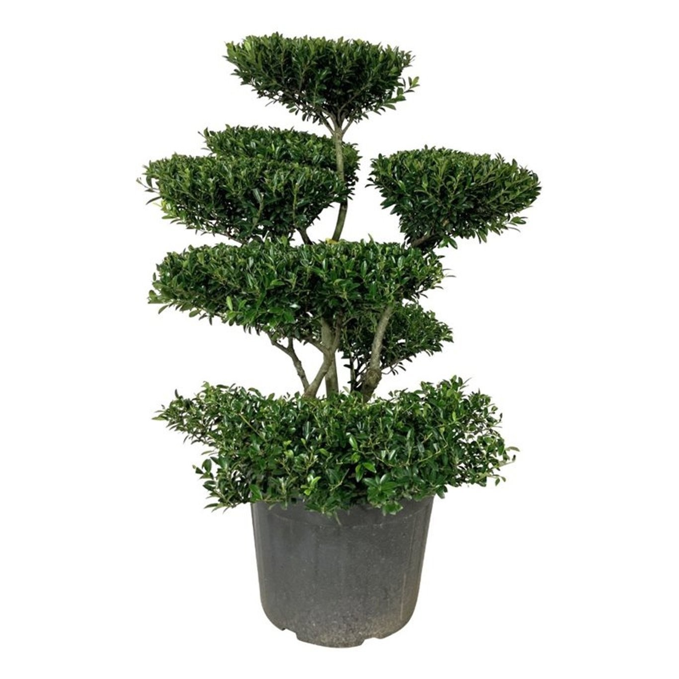 Ilex crenata 'Blondie', D 50