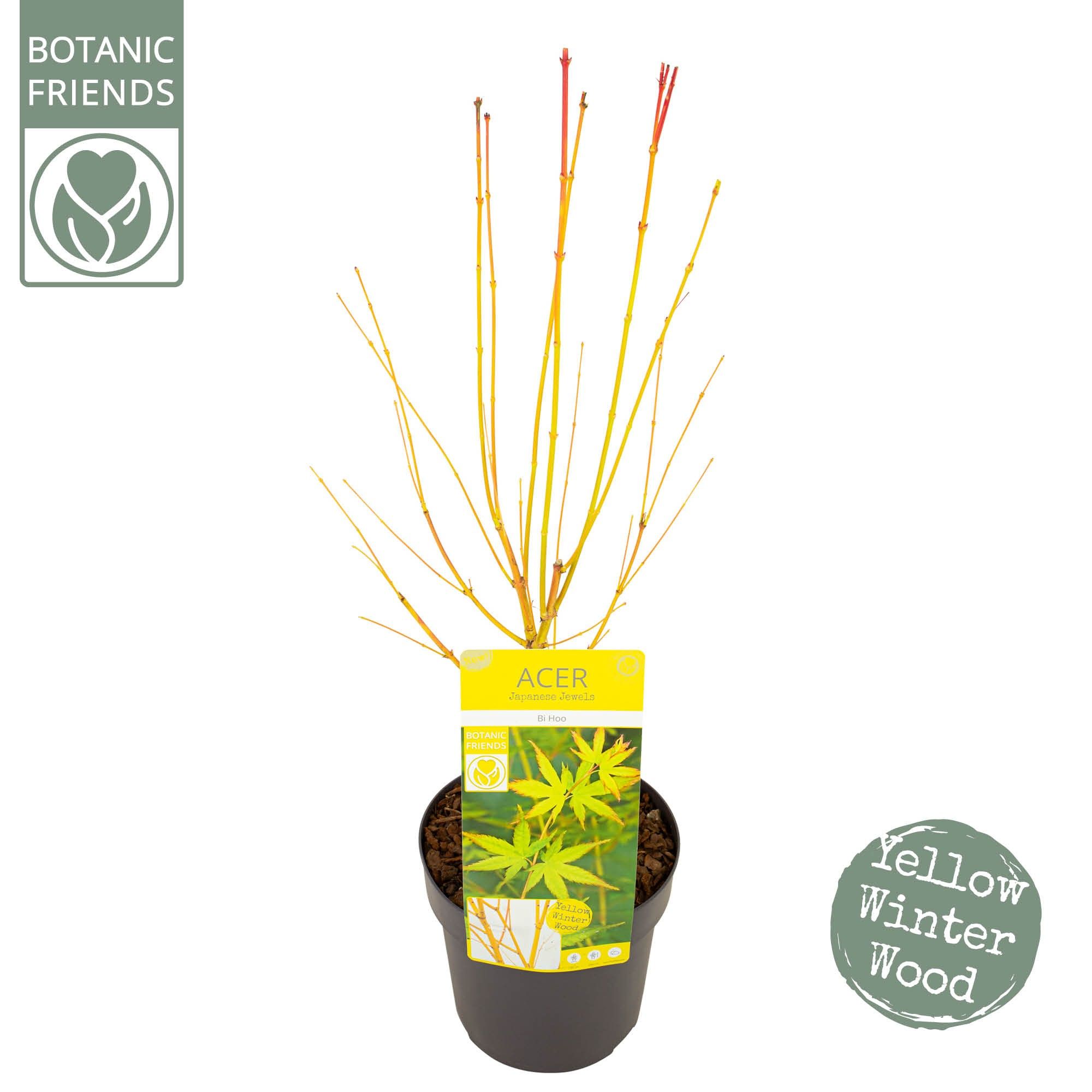 Acer palm. 'Bi hoo', D 19