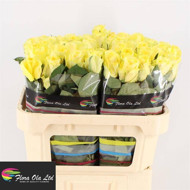 Роза од. Миньон Роуз 70, шт.