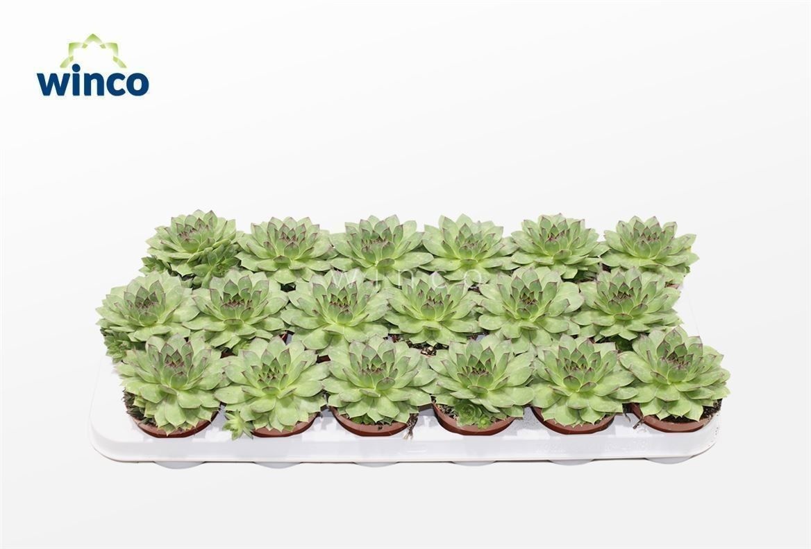 Sempervivum Tectorum, D 8,5