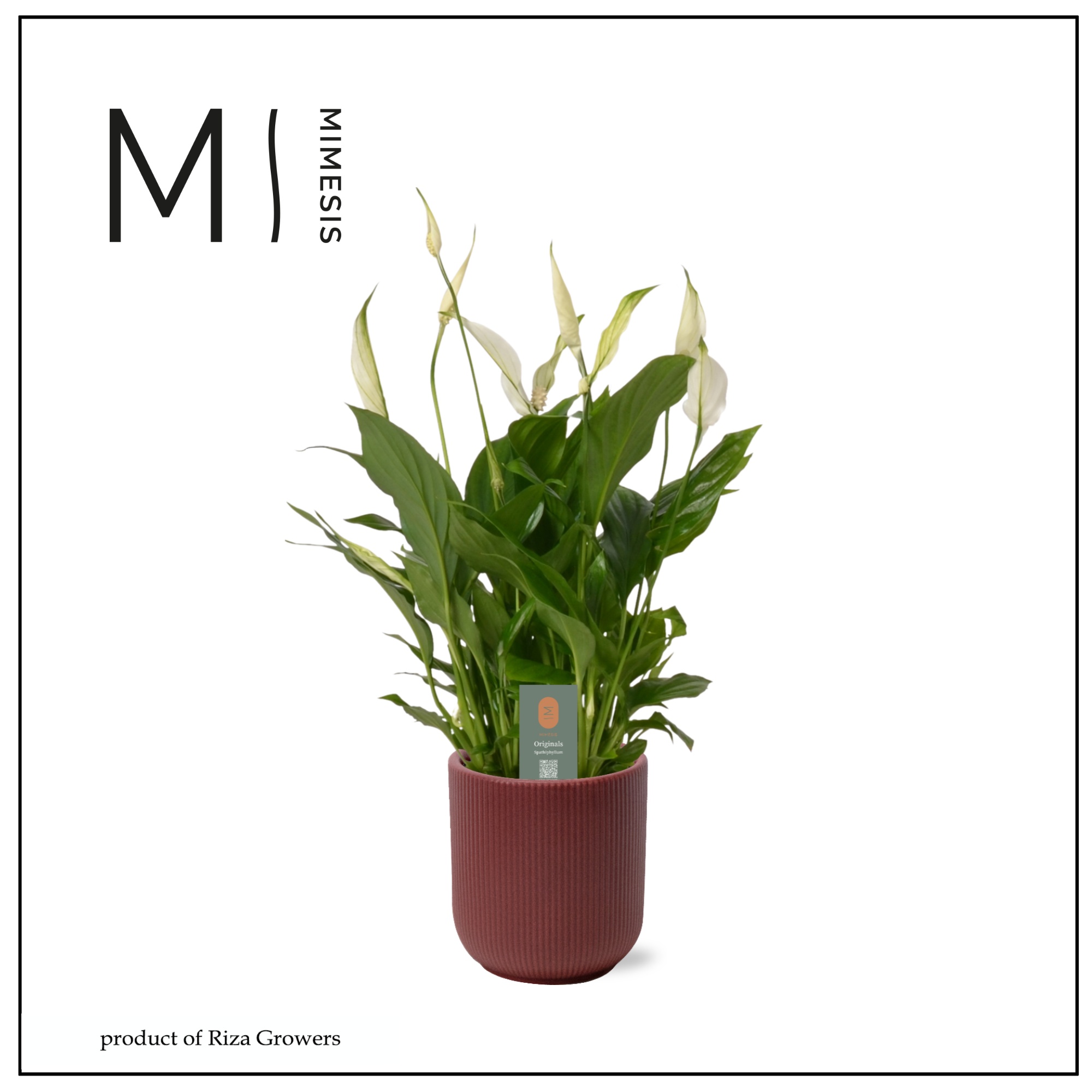 Spathiphyllum Bellini - 13cm in Atlanta Burgundy | Mimesis, D 13