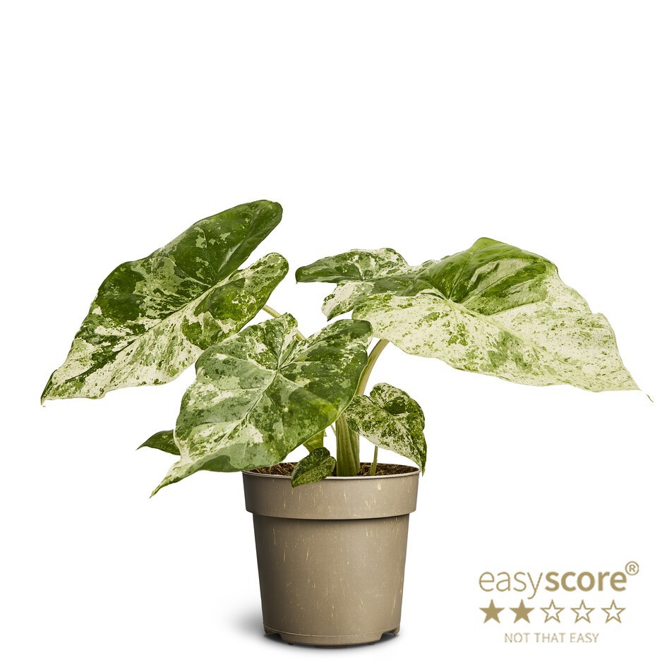 ALOCASIA MICHOLITZIANA 'Camouflage', D 11 cm