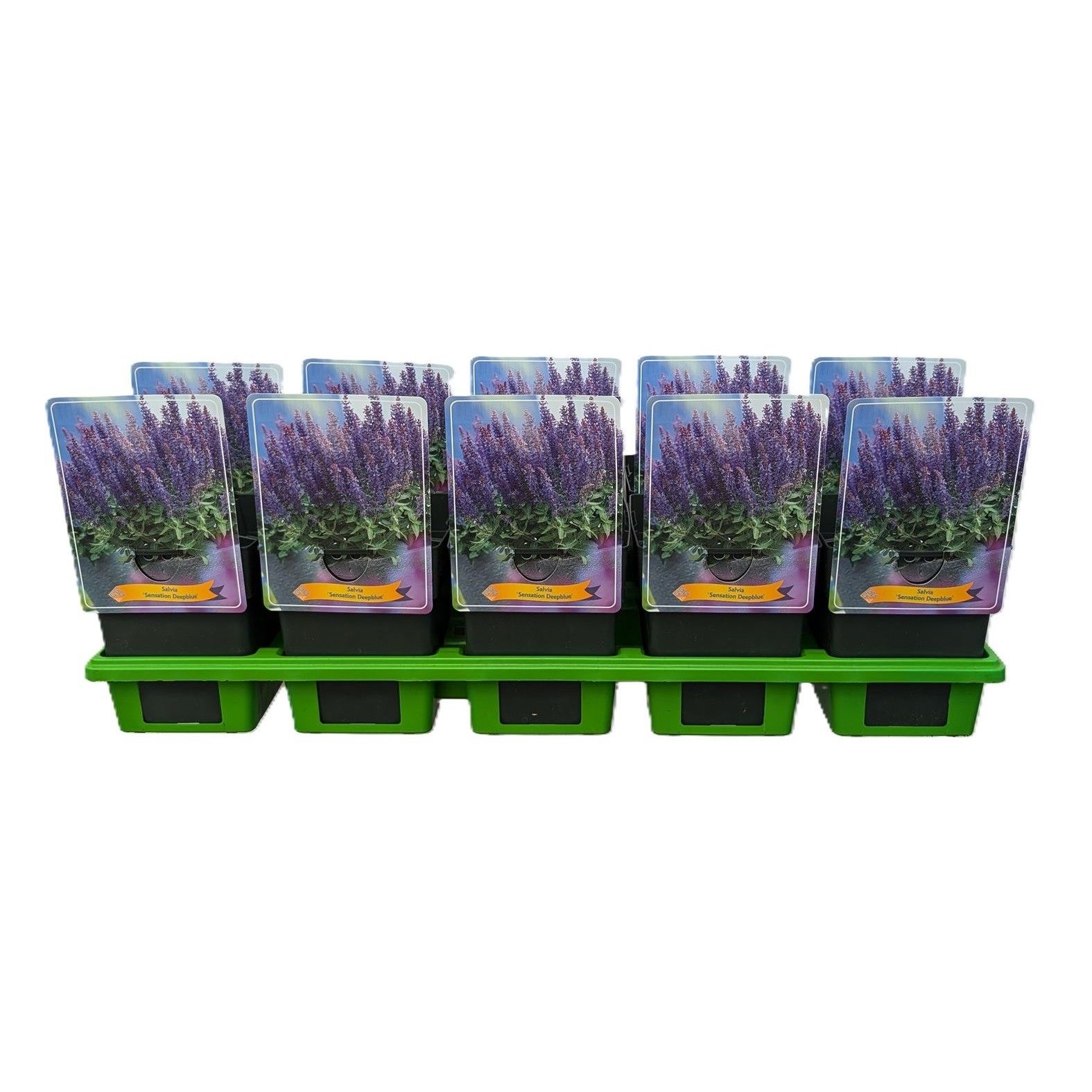 Salvia nemorosa 'Sensation Deep Bleu' P11, D 11