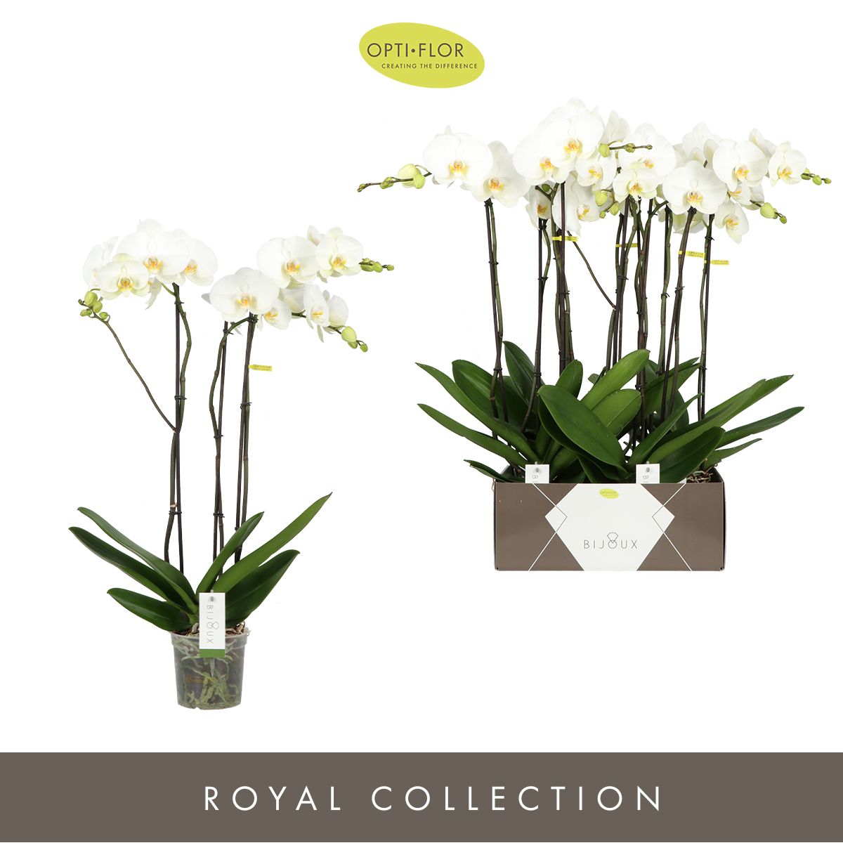 Bijoux Moonstone 3 spike, D 15 cm