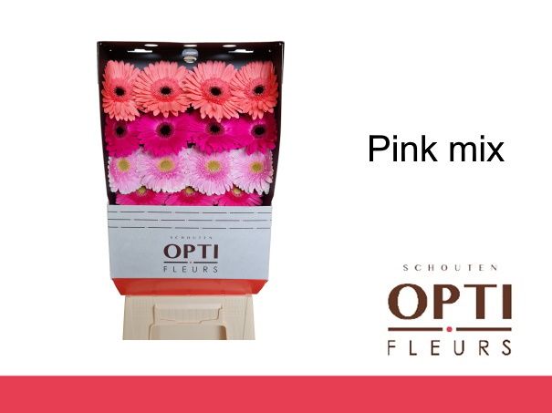 Гербера Овериг, шт.