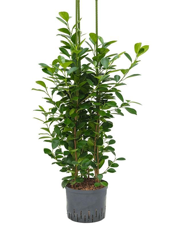 Ficus microcarpa 'Moclame', D 25