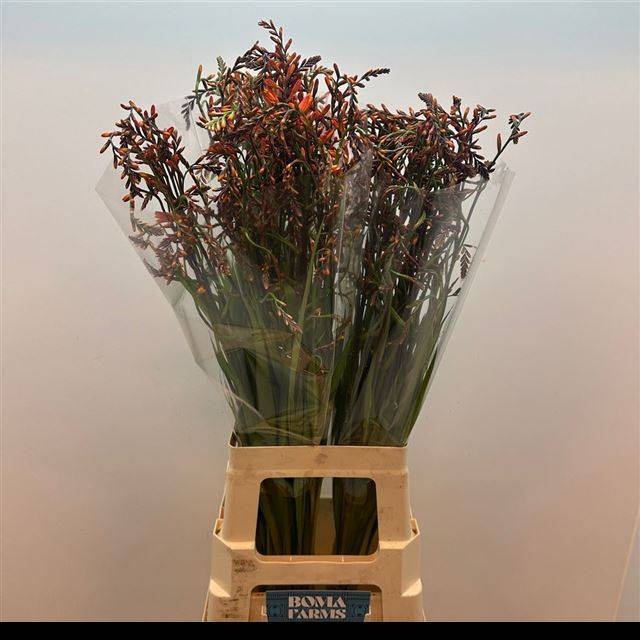 Крокосмия Лицифер 70, шт.