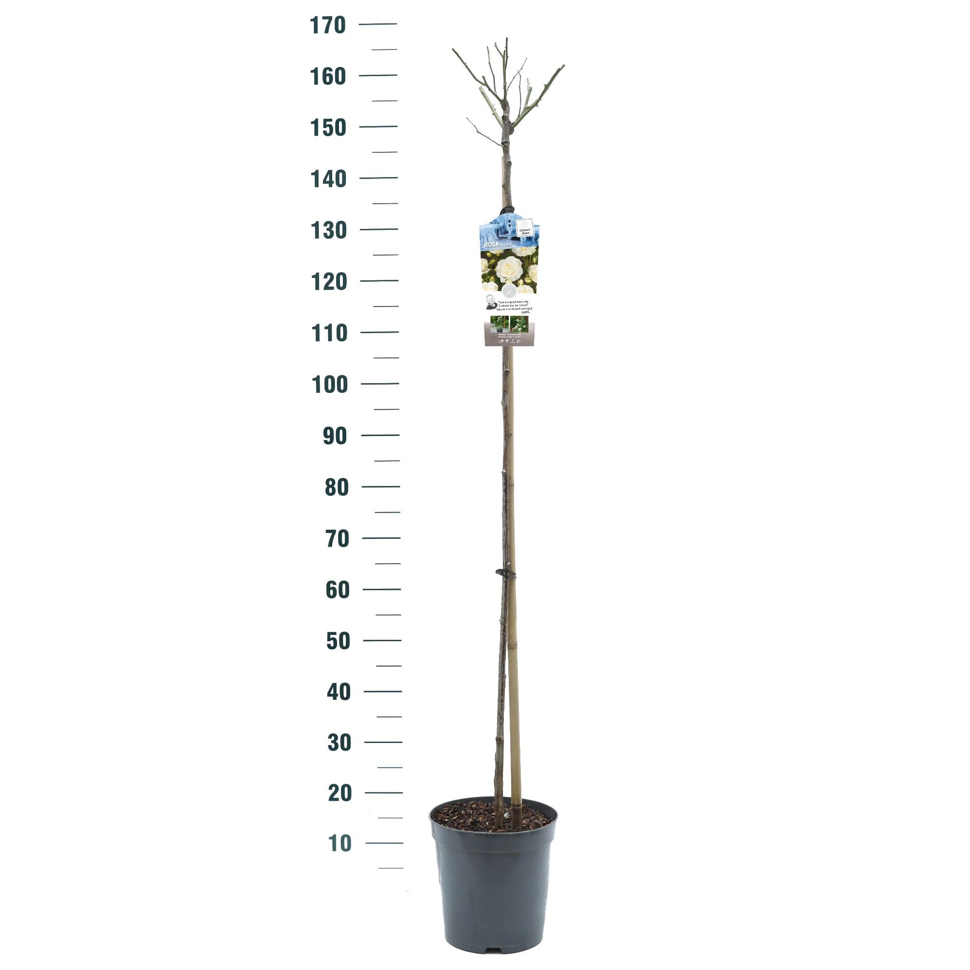 Rosa 'Kristal' - 110 Stam - Basic Collection, D 24