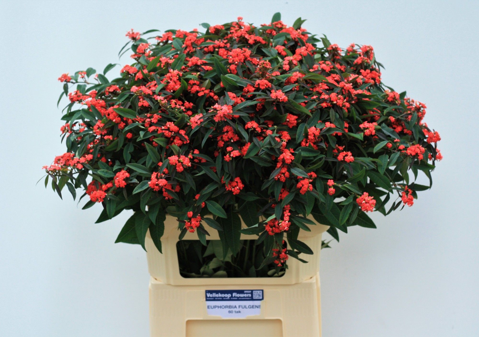 Эуфорбия куст. Мариелль 80, шт.