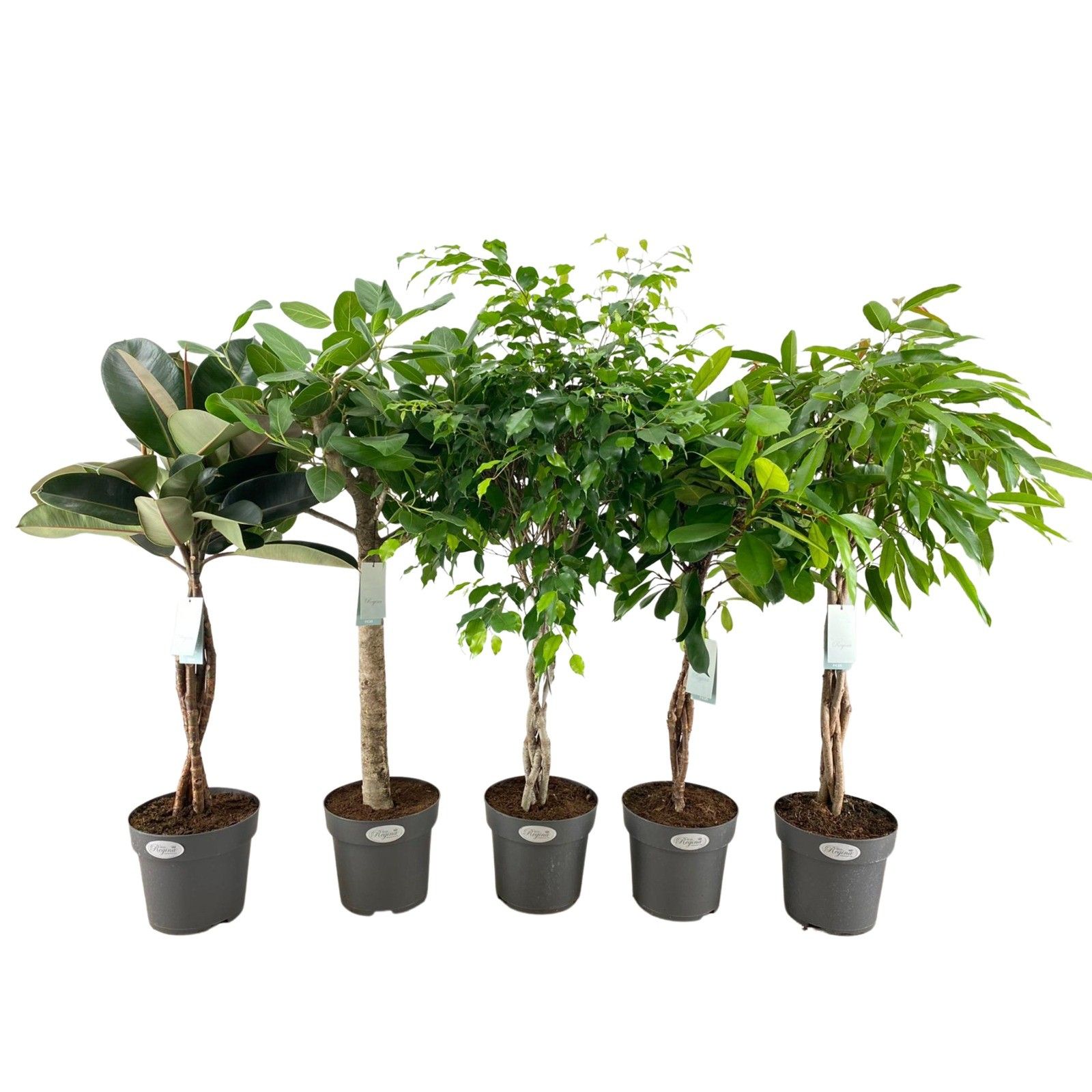 Ficus mix p24 (diverse soorten), D 24