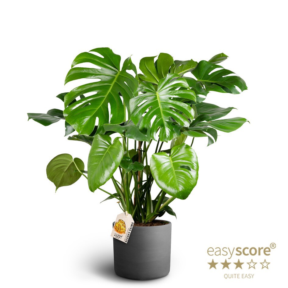 Raw Black, Monstera deliciosa, D 26
