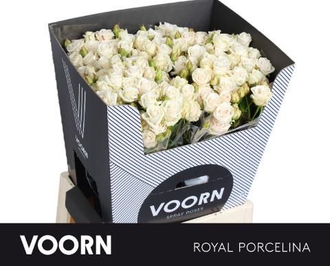 Роза куст. Роял Порселина 70, шт. Роза куст. Роял Порселина 70, шт.