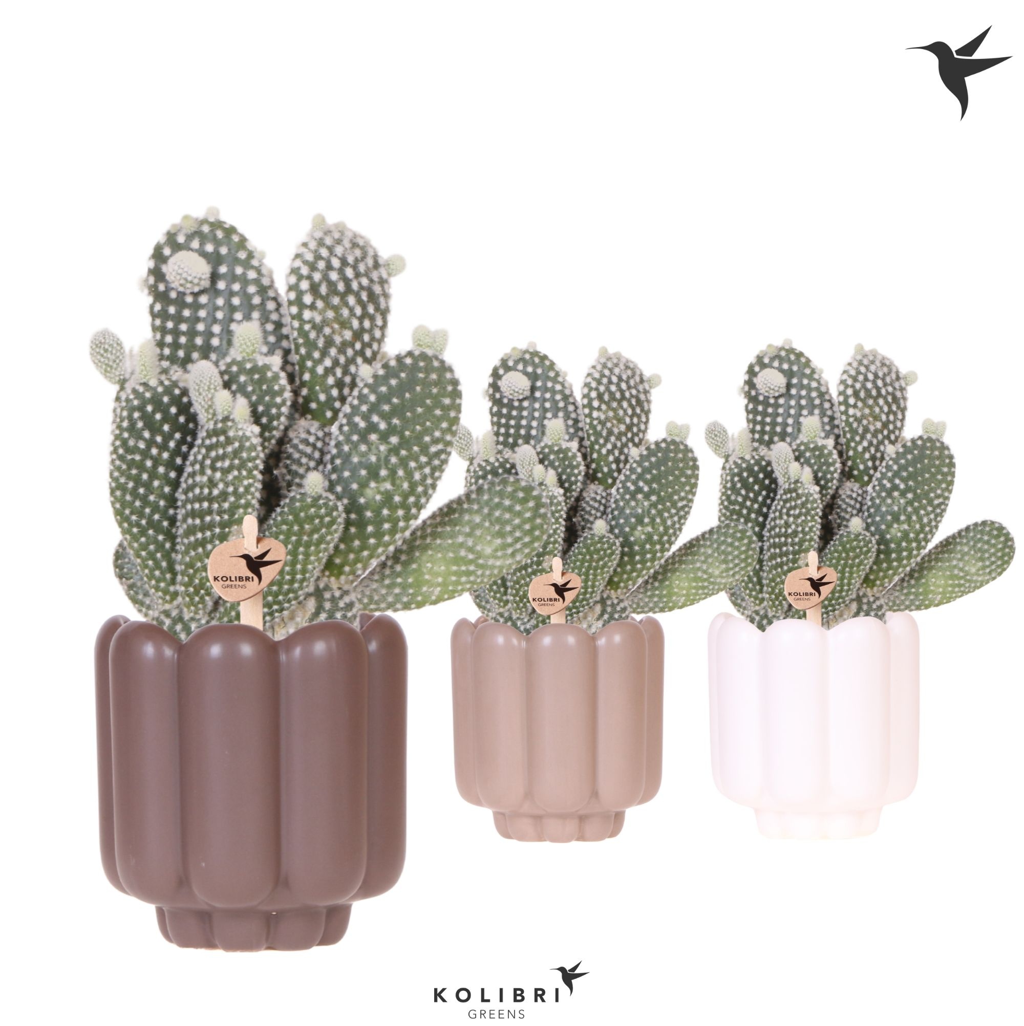 Kolibri Greens Opuntia white in Retro pot sand mix, D 9 cm