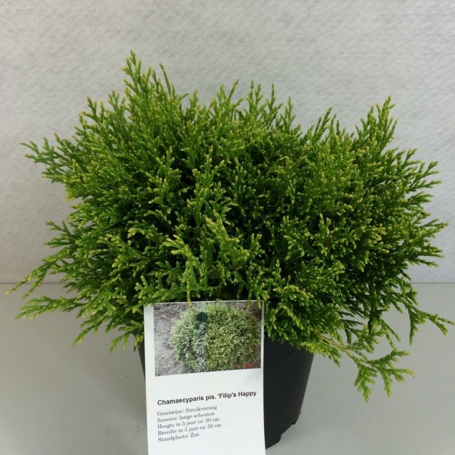 Chamaecyparis pisifera 'Filip's Happy Day', D 19