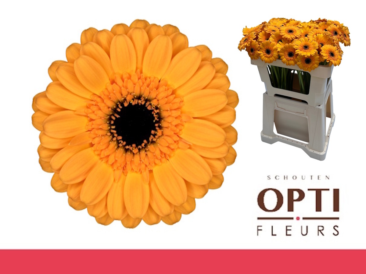 Гермини Твити, шт.