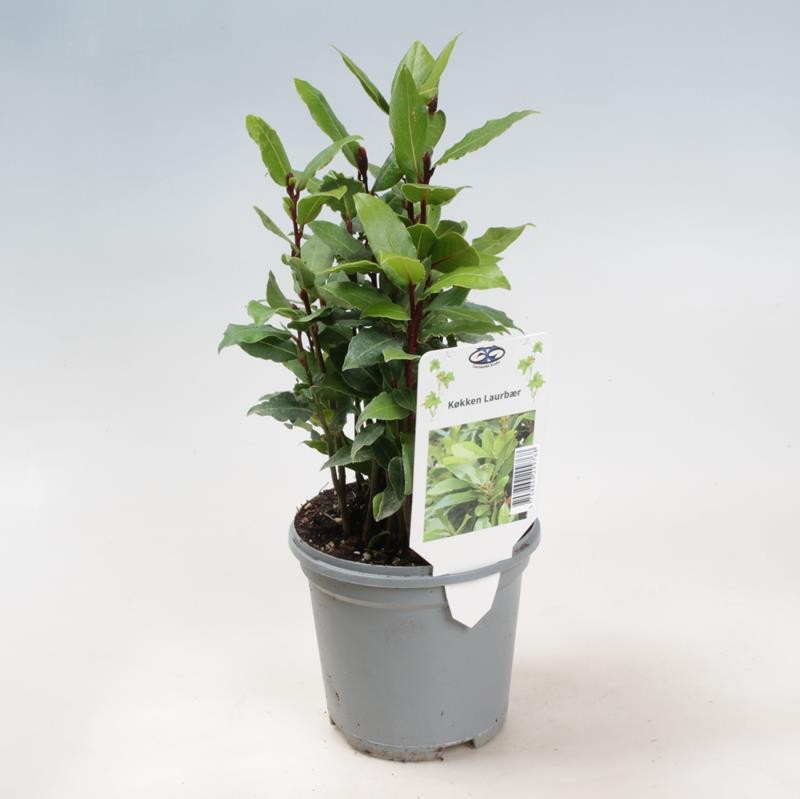 LAURUS NOBILIS, D 11