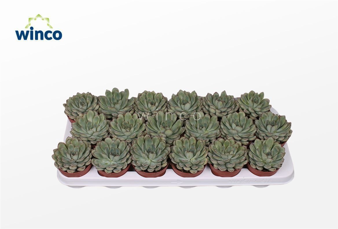 Echeveria Rondo, D 8,5 cm Echeveria Rondo, D 8,5 cm