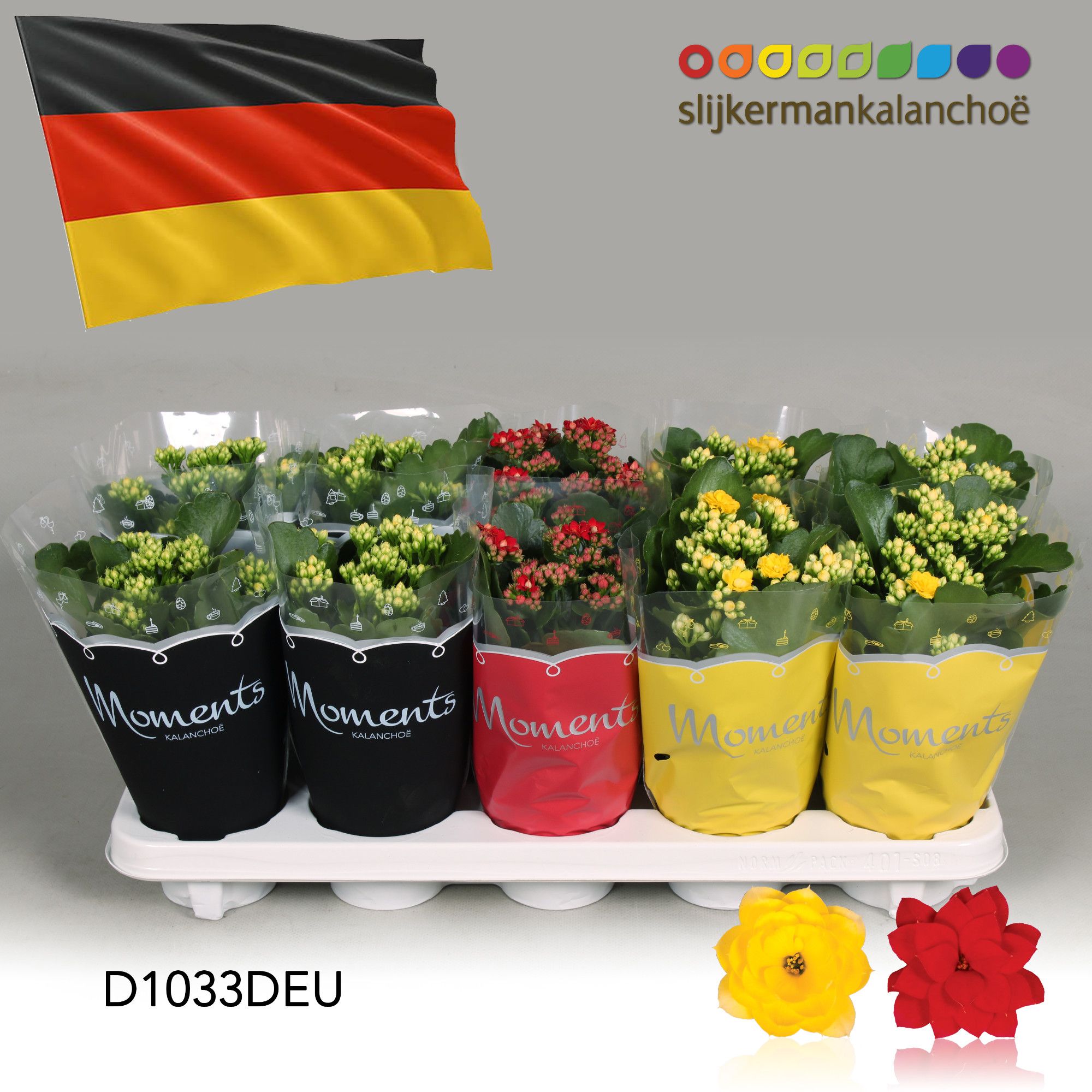 Kalanchoe Moments - Germany flag, D 10,5