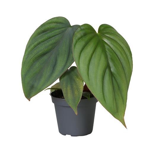 PHILODENDRON MAMEI, D 6