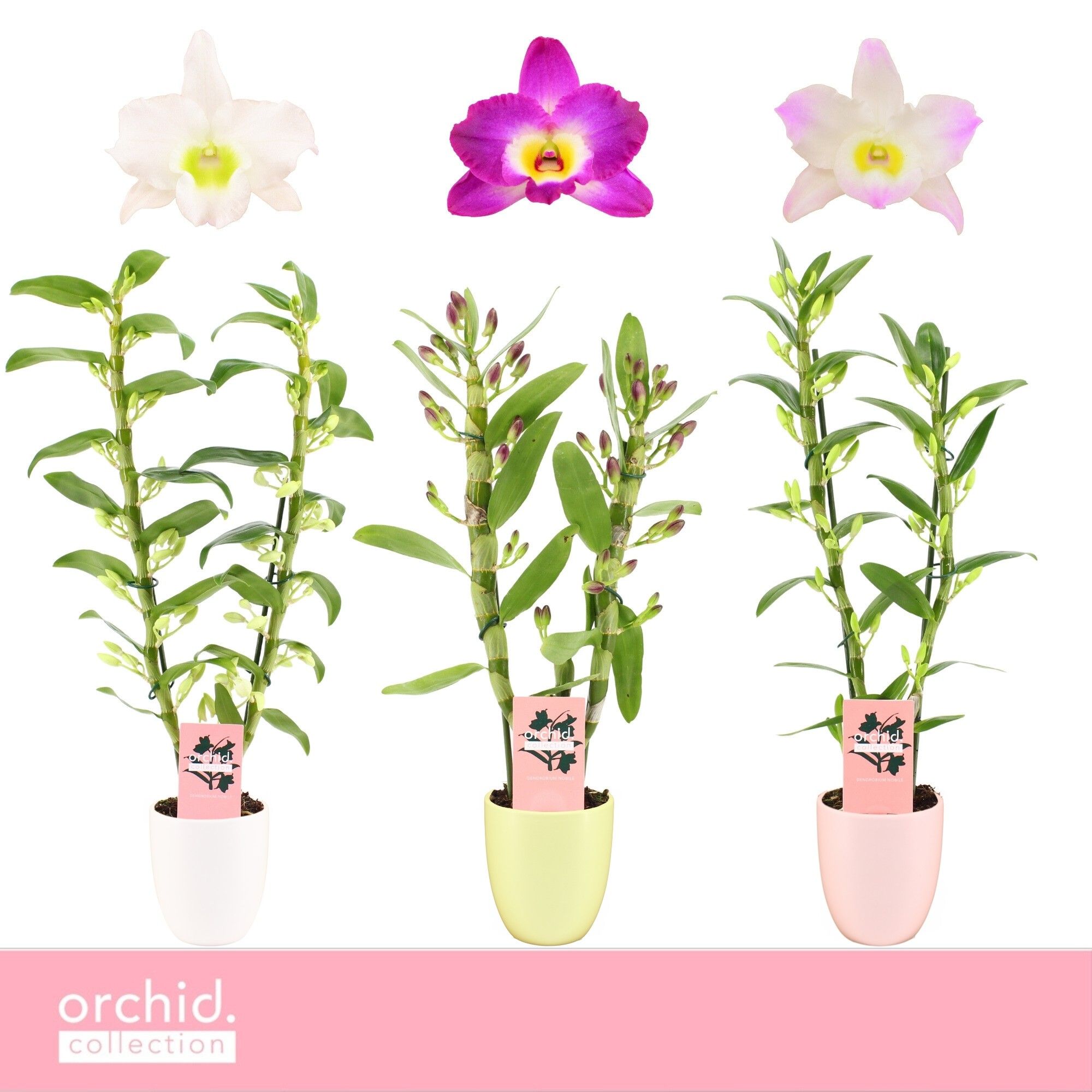 Dendrobium Nobilé, Mix 2-spike in Lotte 'Orchid Collection', D 12